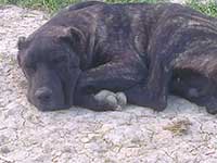 cane corso italiano